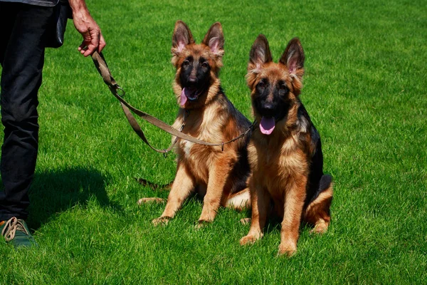 Los perros crían pastor alemán — Foto de Stock