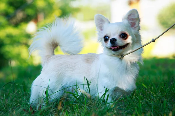 Hondenras chihuahua — Stockfoto