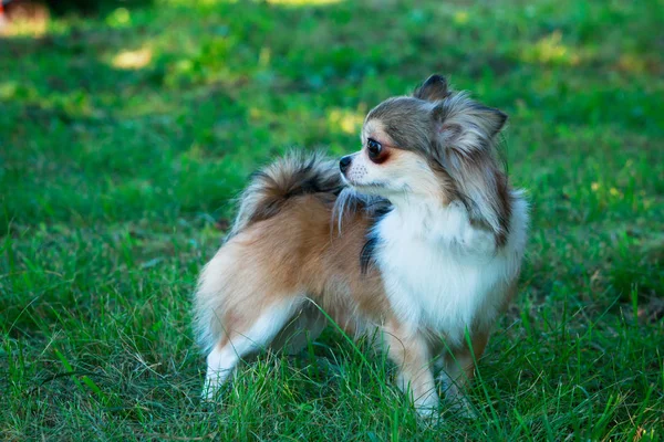Cría de perros Chihuahua — Foto de Stock