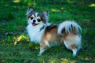 köpek doğurmak chihuahua