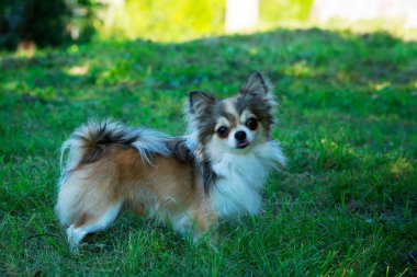 köpek doğurmak chihuahua
