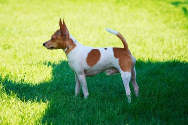 Amerikan oyuncak terrier