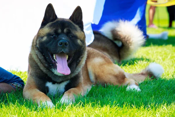 Raça cão Akita americano — Fotografia de Stock