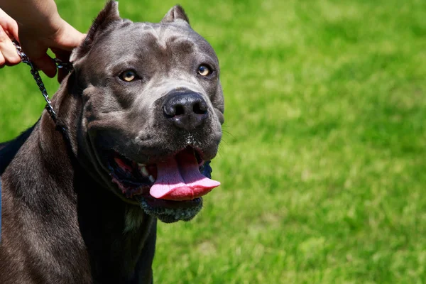 American staffordshire terrier — Zdjęcie stockowe