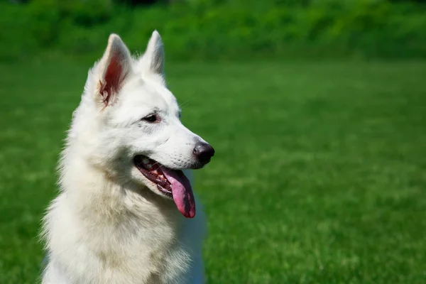 White swiss shepherd dog — Stock Photo, Image