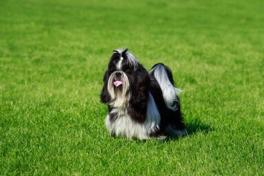 köpek doğurmak Shih Tzu