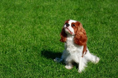 Şövalye Kral Charles Spaniel