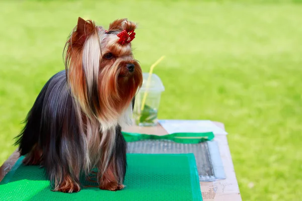 Hund ras yorkshire terrier — Stockfoto