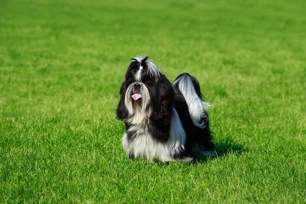 Порода собак Ши-Цзы — стоковое фото