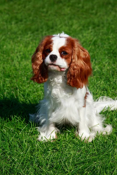 Rey Caballero Charles Spaniel — Foto de Stock