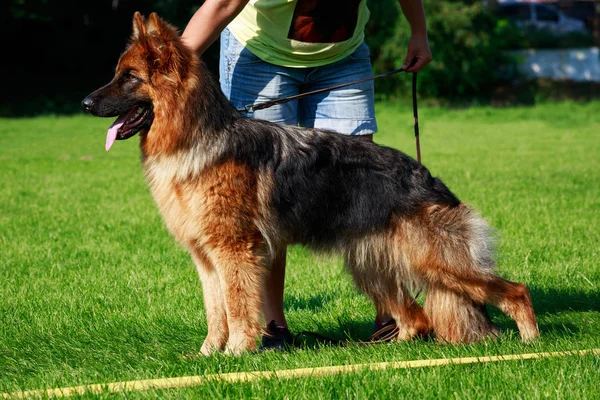 Raza de perro pastor alemán — Foto de Stock