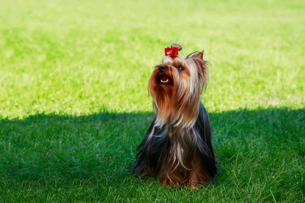 Hund ras yorkshire terrier — Stockfoto