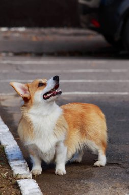 köpek doğurmak Galce corgi pembroke