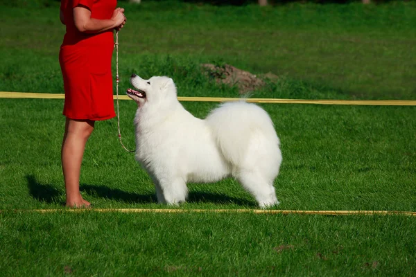 Köpek doğurmak Samoyed — Stok fotoğraf