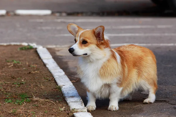 Race de chien gallois Corgi Pembroke — Photo