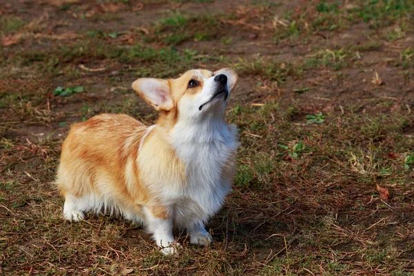 Pes plemene welsh corgi pembroke — Stock fotografie