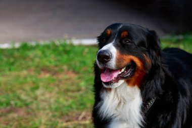 Bernese dağ köpeği