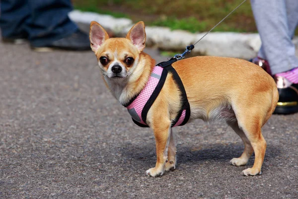 köpek doğurmak chihuahua