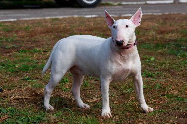 Köpek cinsi Bullterrier.