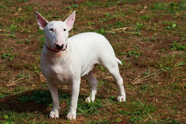 Rasy psów Bullterrier — Zdjęcie stockowe