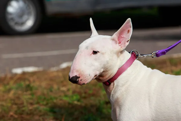 Dog breed Bullterrier — Stock Photo, Image