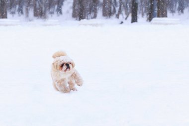 Rus renkli tur köpek