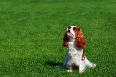 Şövalye Kral Charles Spaniel