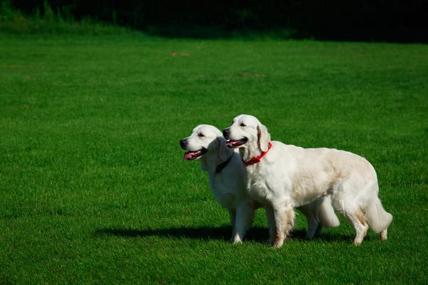 Dos perros Golden retriever — Foto de Stock