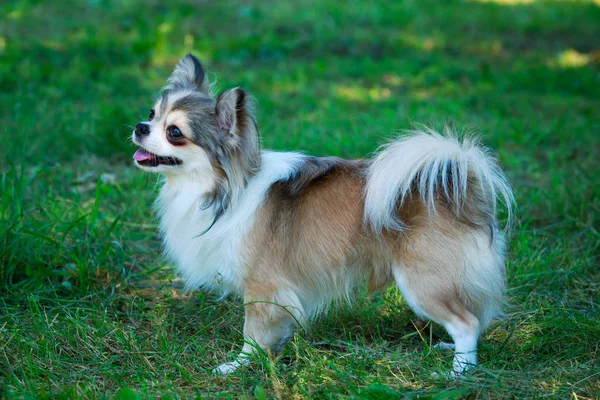 Pies rasy chihuahua — Zdjęcie stockowe