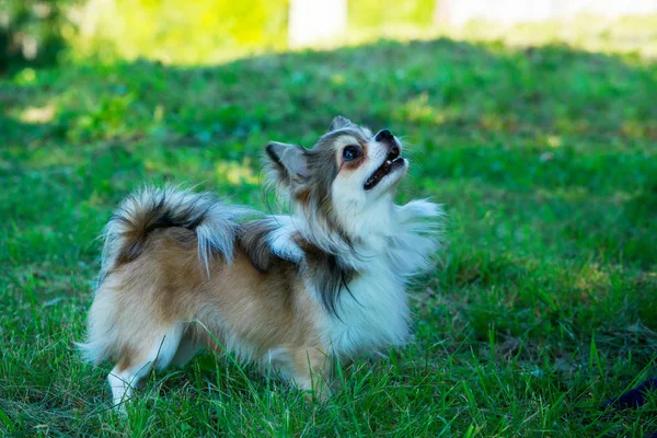 Kutya tenyészt chihuahua — Stock Fotó