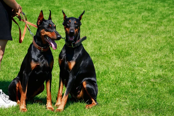 Dois cão raça Doberman Pinscher — Fotografia de Stock