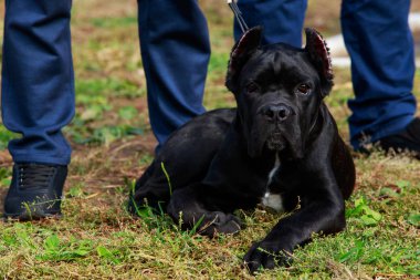 Köpek cins İtalyan Cane Corso