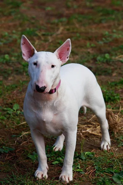 Dog breed Bullterrier — 스톡 사진