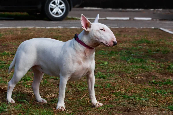 犬の品種｜ブルターリア — ストック写真