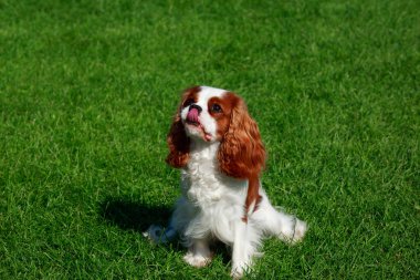 Şövalye Kral Charles Spaniel