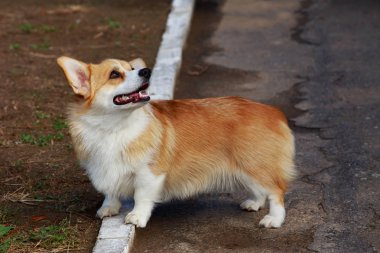 köpek doğurmak Galce corgi pembroke