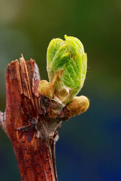 Germoglio d'uva — Foto Stock