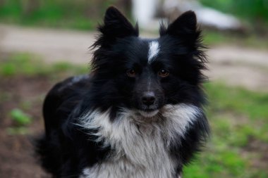 Küçük şirin köpek.