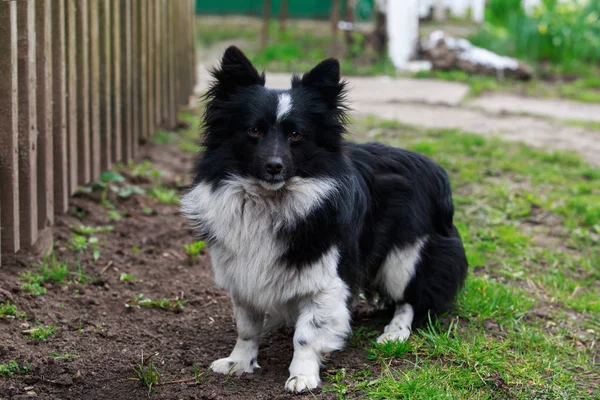 Küçük şirin köpek.