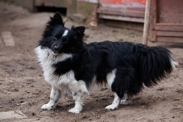 Küçük şirin köpek.