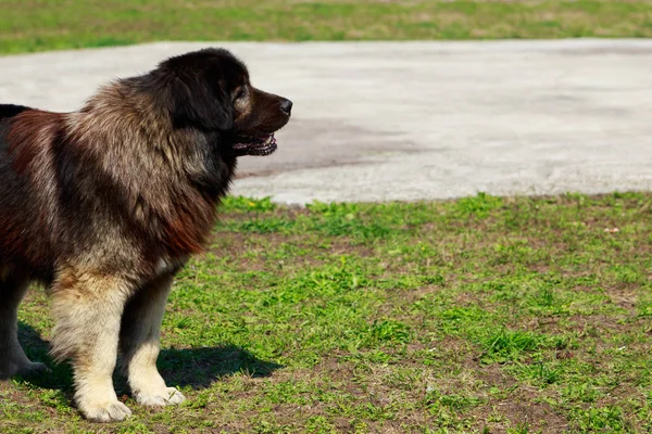 Caucasian Shepherd Dog