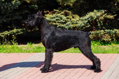 köpek doğurmak Dev Schnauzer