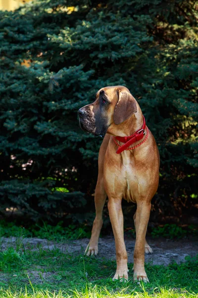 Köpek ırkı Brezilyalı Mastiff — Stok fotoğraf