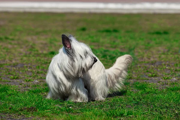 Die Hunderasse Skye Terrier — Stockfoto