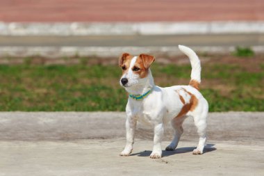 Jack Russell Teriyeri