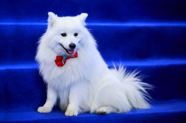 Cins Volpino İtalyan Köpek 