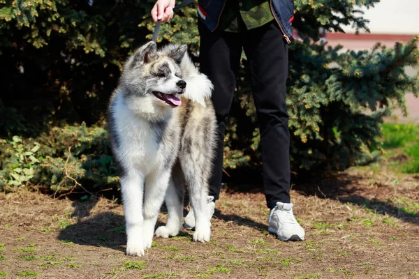 Dog breed Akita Inu — Stock Photo, Image