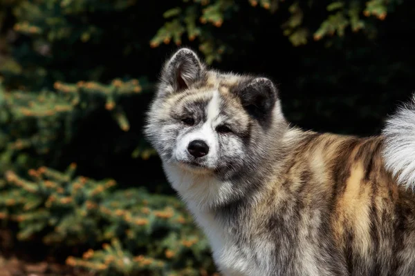 Race de chien akita inu — Photo