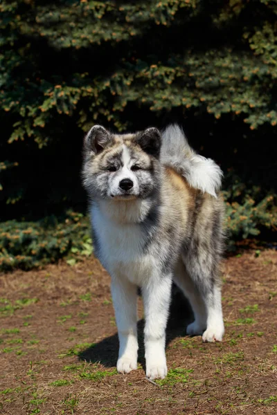 Raza de perro akita inu —  Fotos de Stock