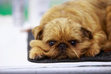 Köpek ırkı Belçika Griffon